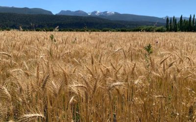 Experiencias en la Patagonia con una variedad de cebada especialmente adaptada