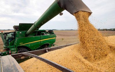 Primeras estimaciones de rendimientos de