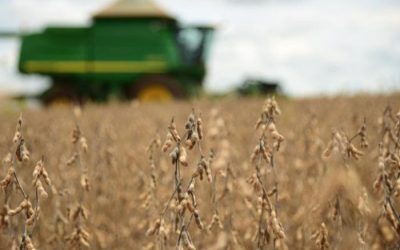 Las sojas de primera compensan las pérdidas por heladas y hacen rebotar la cosecha argentina