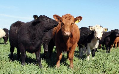 El desfase entre hacienda y mostrador golpea a casi todos los eslabones de la cadena cárnica