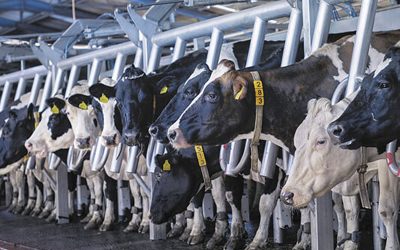 LLamativo balance del Movimiento CREA sobre el negocio lechero