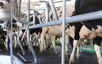 Según una encuesta del INTA los tambos registran mayor productividad
