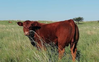 En “El Oratorio” se realizará la jornada a campo del IPCVA: “Una cría eficiente pensando en la góndola”