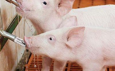 Recomendaciones para el control de agua en porcinos￼