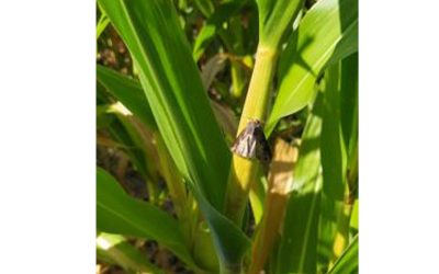 Sistema de alarmas de plagas agrícolas – INTA Marcos Juárez