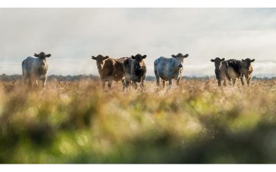 Ganadería regenerativa: una alianza con el ambiente que permite achicar hasta 80% de los costos