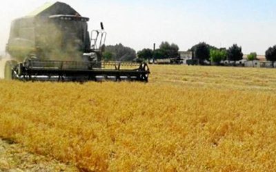 Proyectan resultados económicos que dejarán el trigo y garbanzo en Córdoba.