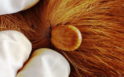 ¿En qué consiste el método de control estratégico contra la garrapata común del bovino?