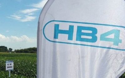 China aprobó la soja HB4 tolerante a sequía.