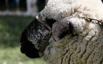 Ovinos: Se abrió la convocatoria para la presentación de proyectos