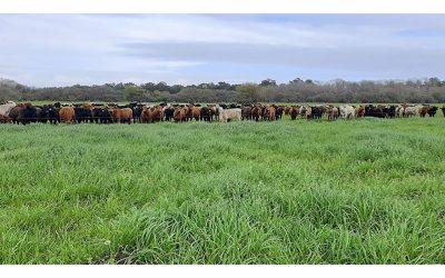 Pautas para el manejo de la alimentación animal en el NOA