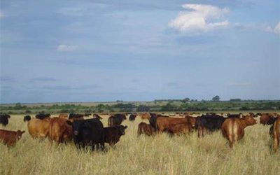 Con pastoreos planificados, los suelos fijan carbono y mejoran su salud