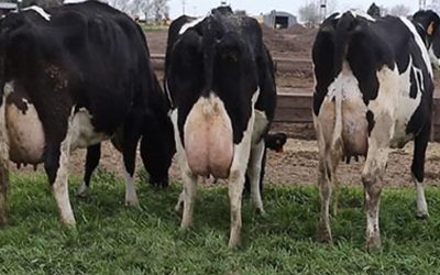 Una jura a campo de vacas lecheras que marcará un hito en el sector.