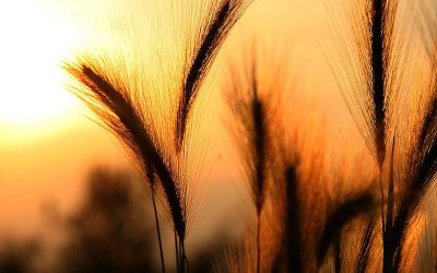 Encuentro entre Aapresid y el Ministerio de Agricultura, Ganadería y Pesca de la Nación.