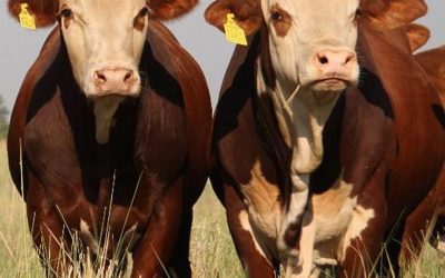 Llega el 8° Congreso Mundial Braford.