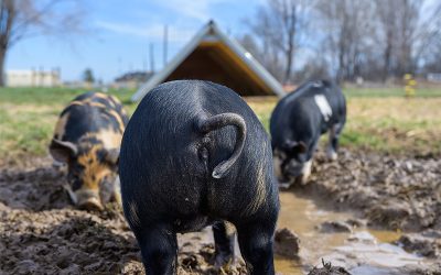 ¿Cómo prevenir la triquinosis? Buenas prácticas agropecuarias y de elaboración de alimentos.
