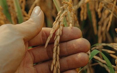 Cereales de invierno: el desafío de sostener el camino del crecimiento.