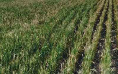 La Pampa. Primera intención de siembra de cultivos invernales 2022/23