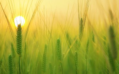 San Luis: Primera intención de siembra de trigo 2022/23