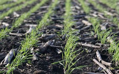 Buenas condiciones hídricas para sembrar los cereales de invierno.