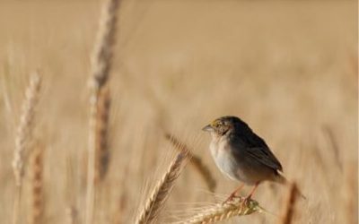 Sembrar trigo, una inversión 50% más cara que el año pasado.