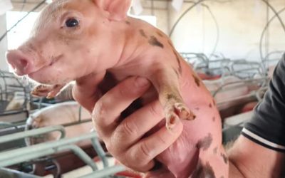 U.P.L: El invento de un cordobés para que los productores porcinos sigan produciendo eficientemente.