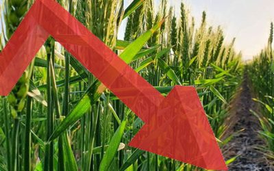 El trigo en Córdoba, con proyecciones por debajo del millón de hectáreas.