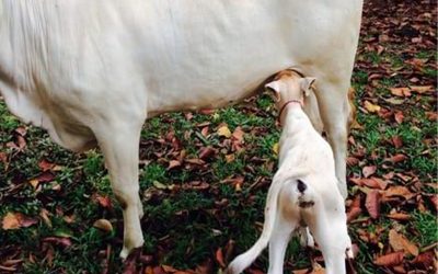 RESULTADOS DE LA CRÍA: Los números siguen siendo buenos, aunque comienzan a deteriorase por inflación.