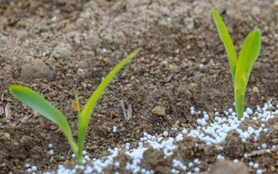 ¿Qué mueve la aguja en el uso de los fertilizantes?