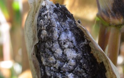 Después de 80 años preocupa el regreso del Carbón de la panoja del maíz.