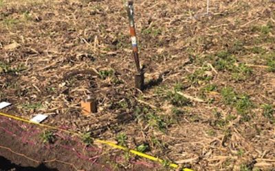 Control de malezas invernales sin herbicidas.