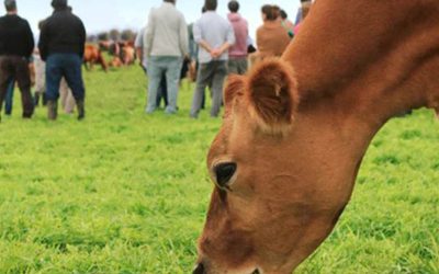 Para mejorar el margen en el tambo: potenciar el pasto.