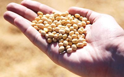 Sembrá Evolución: un nuevo modelo que está transformando la comercialización de semillas en el Agro Argentino.