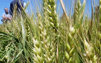 Descubren un hongo que aumenta la tolerancia del trigo a Fusarium.