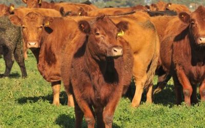 Cómo producir 500 kilos de carne por hectárea en un campo agrícola.