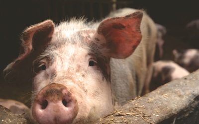 INCERTIDUMBRE CAMBIARIA: La hacienda nuevamente en la mira como resguardo de valor.