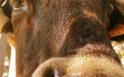 Segundo Congreso Internacional de Diarrea Viral Bovina.