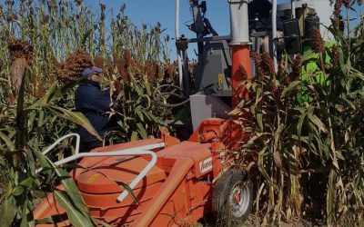 Ensayo comparativo de rendimiento de híbridos de sorgo para ensilaje en INTA Manfredi