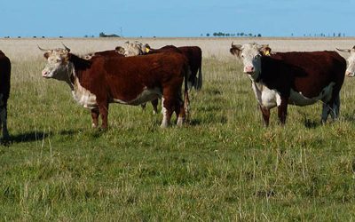 Claves para lograr una alta eficiencia productiva.