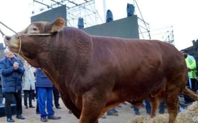 Expo Rural 2022: INFO PRIMER ANIMAL + CORTE DE CINTAS