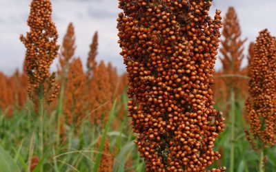 Continúa la cosecha de maíz, sorgo y maní 2021/22