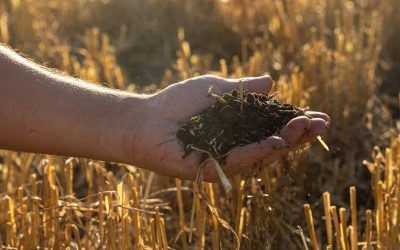 Día mundial de la conservación del suelo: La importancia de cuidar este recurso clave.