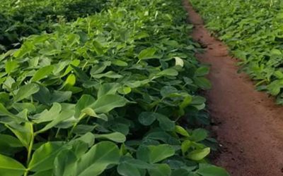 Presentan una tecnología que permite acumular agua en el suelo de los campos.