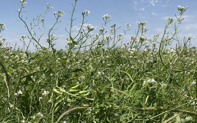Suelos vivos hoy, salud para mañana.