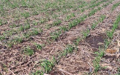 La nueva meta del trigo, lograr 5.9 Millones de hectáreas.