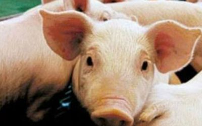 Notificaron 12 casos de triquinosis en Canals.