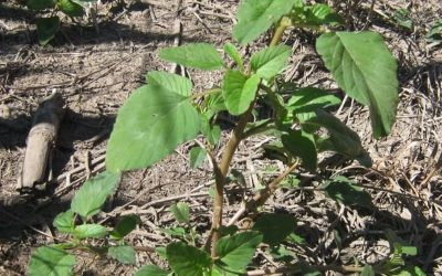 Nueva resistencia en Yuyo colorado a Fomesafen.