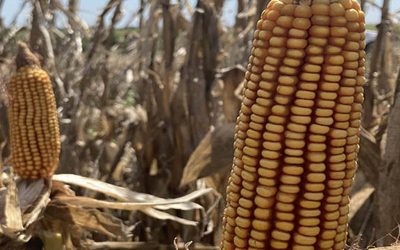 Aumentar rindes sin aumentar el impacto ambiental: ¿se puede?