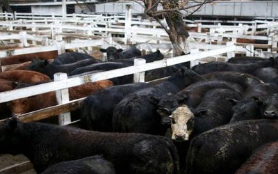 La dinámica del precio de la hacienda en julio.