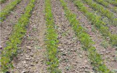 Córdoba: La falta de lluvias permite cosechar el maíz pero perjudica al trigo y garbanzo.